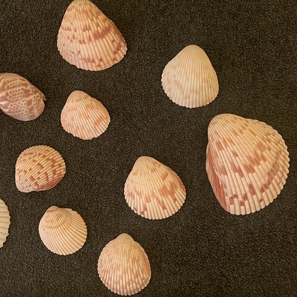 Sea Shells - Picture 3 of 3